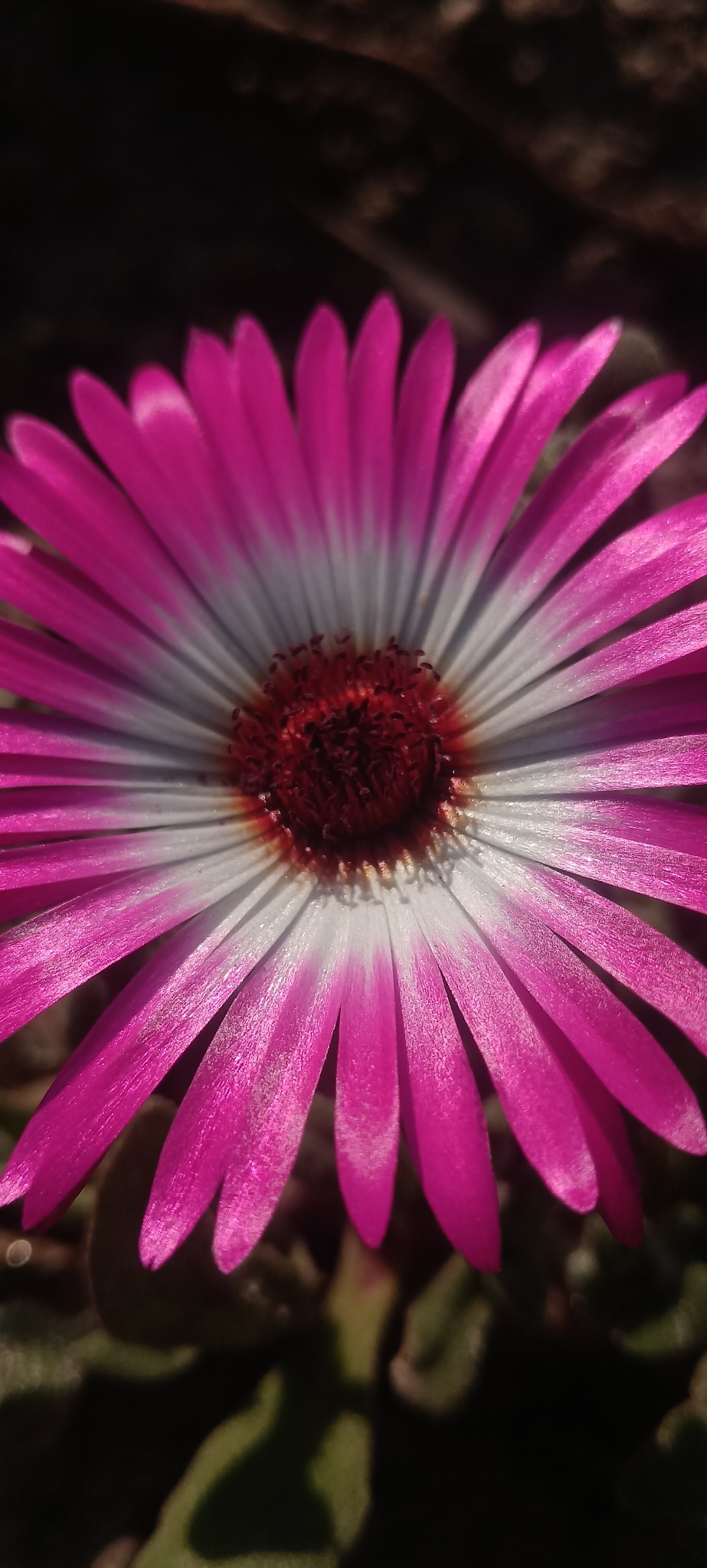 Imagem de margarida-do-cabo