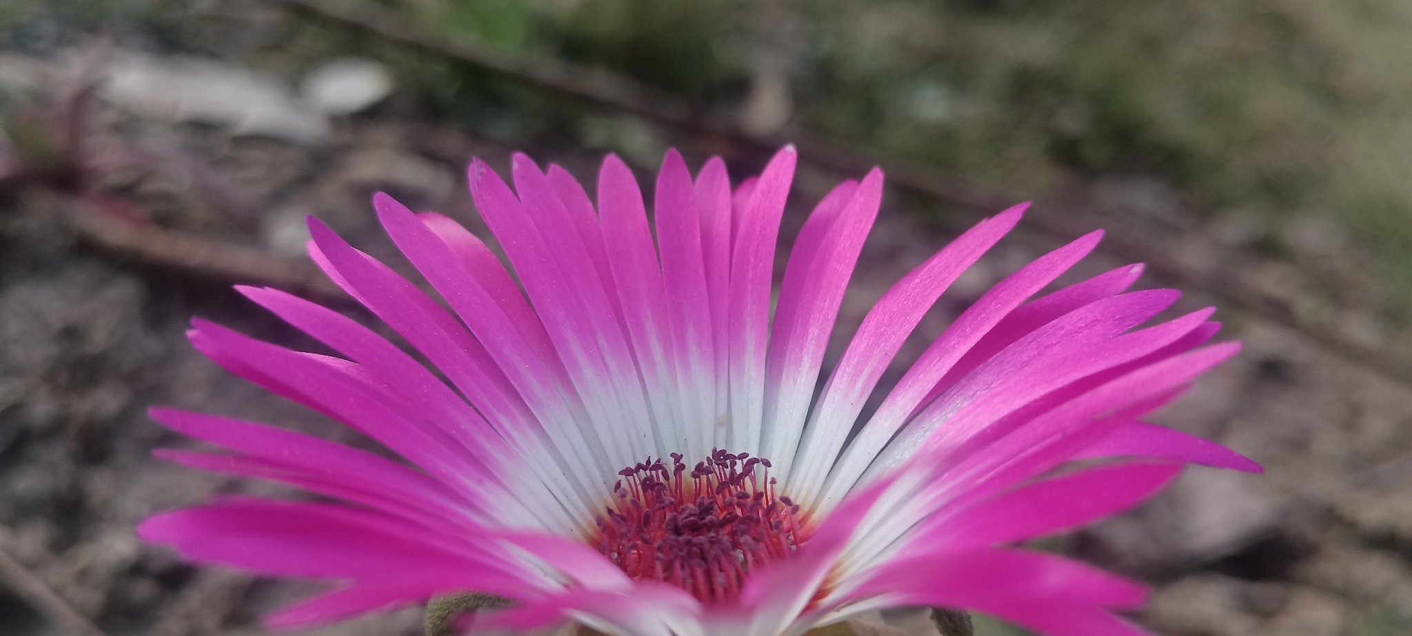 Imagem de margarida-do-cabo