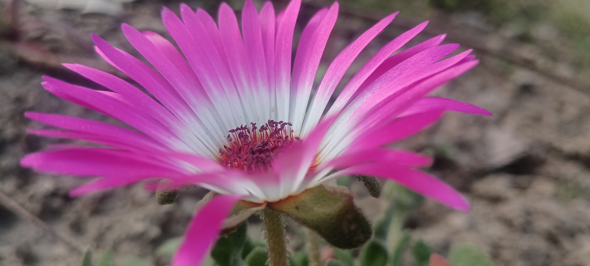 Imagem de margarida-do-cabo