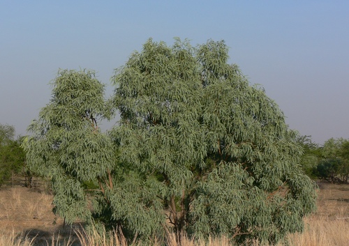 Eucalyptus microtheca