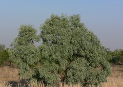 Eucalyptus microtheca