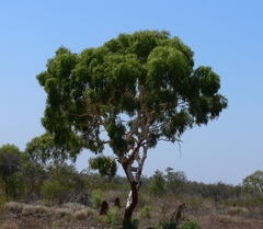 Corymbia aparrerinja