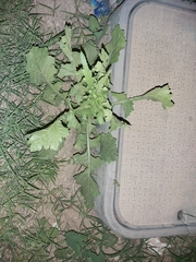 Sonchus oleraceus