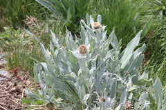 Centaurea uniflora