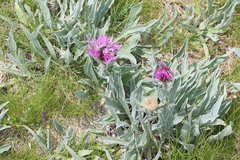 Centaurea uniflora