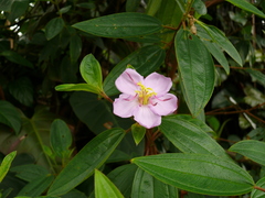 Melastoma septemnervium