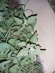 Chenopodiastrum murale