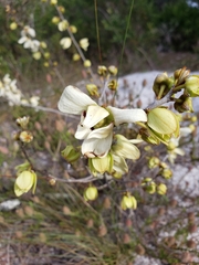 Asimina reticulata