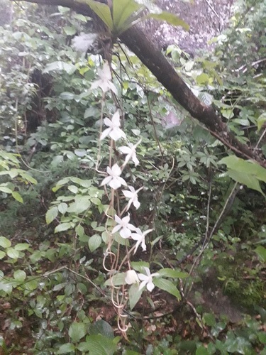 Aerangis kotschyana