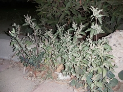 Chenopodiastrum murale