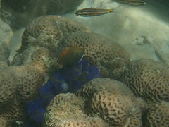 Chaetodon collare