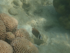 Chaetodon collare