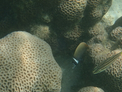 Chaetodon collare