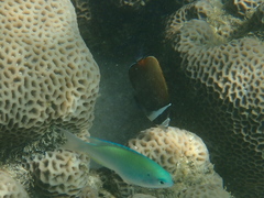 Chaetodon collare