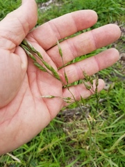 Bromus secalinus