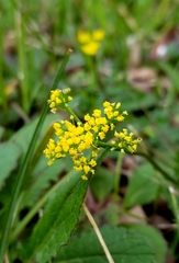 Tauschia texana
