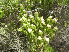 Baccharis macraei