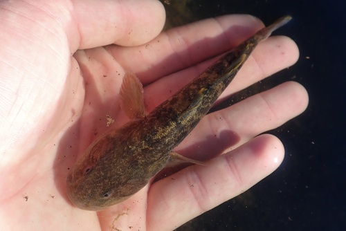 Longjaw mudsucker (Gillichthys mirabilis) — Gobiidae — 3
