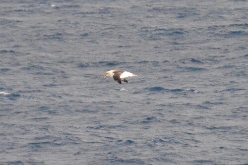 Thalassarche chrysostoma, 2026-03-19