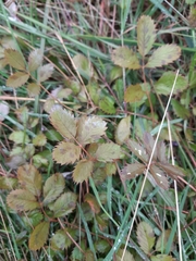 Argentina anserinoides