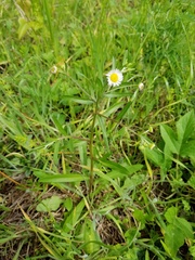 Erigeron tenuis