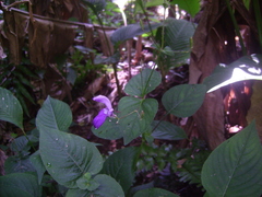 Brillantaisia lamium