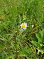 Erigeron tenuis