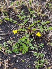 Tauschia texana