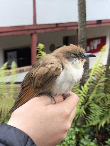 Cuclillo pico negro observed by diferoch