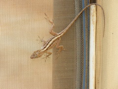 Anolis sagrei