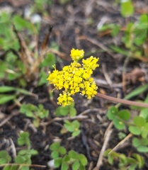 Tauschia texana