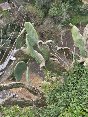 Avistamiento Chumbera (Opuntia ficus-indica)