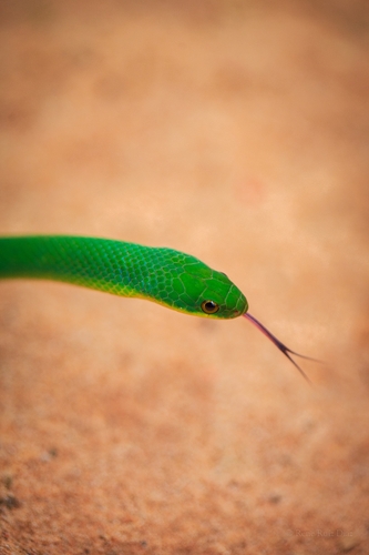 Günther’s Green Liophis