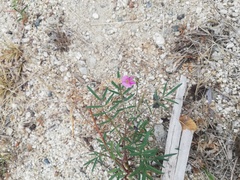 Tephrosia vicioides