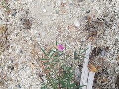 Tephrosia vicioides