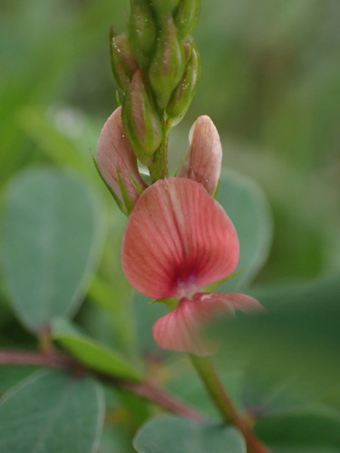 Indigofera hendecaphylla iNat (3)