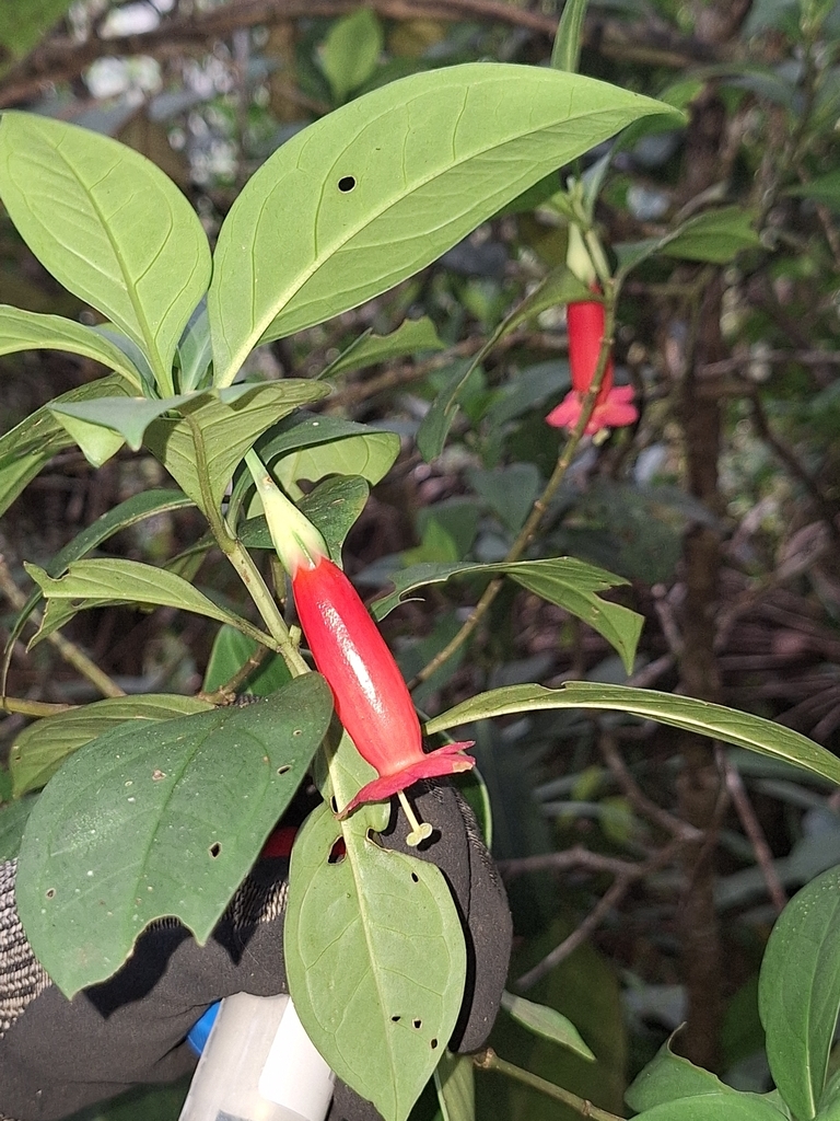 Lehmanniella huanucensis