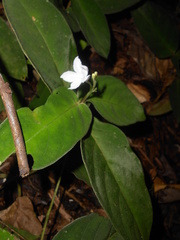Chamaeranthemum beyrichii rotundifolium