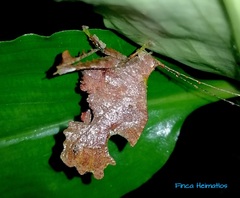 Typophyllum bolivari