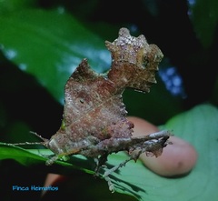 Typophyllum bolivari