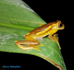 Dendropsophus bifurcus
