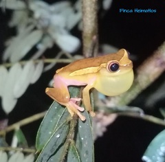 Dendropsophus bifurcus