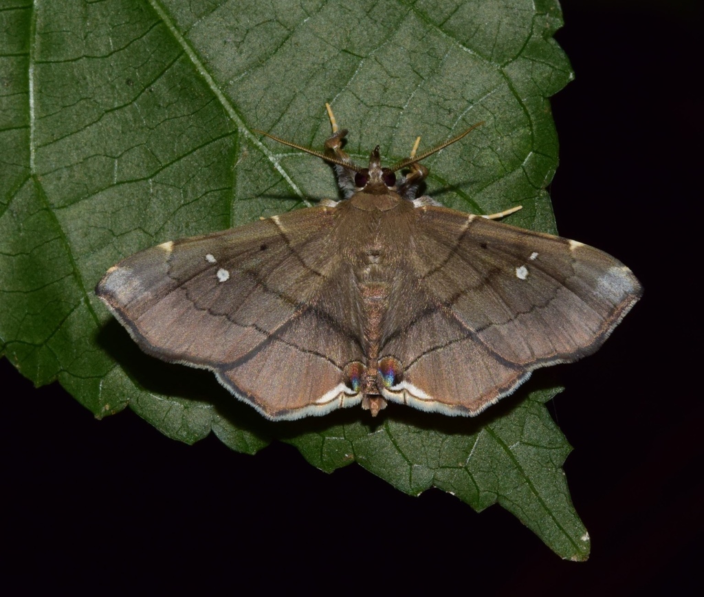 Gracilodes nysa
