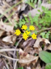 Tauschia texana