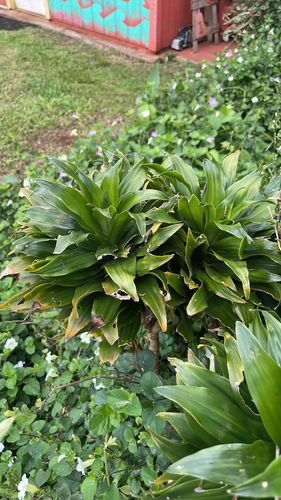 Dracaena fragrans, 2026-03-20