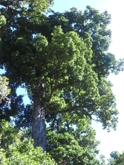 Quercus costaricensis