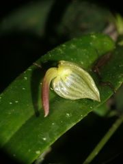 Pleurothallis ruberrima
