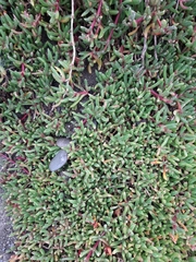 Disphyma australe australe