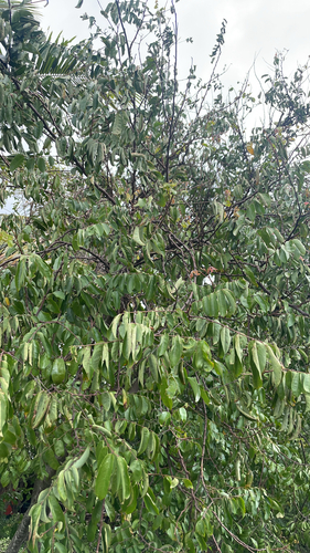 Averrhoa carambola observed 2026-03-20