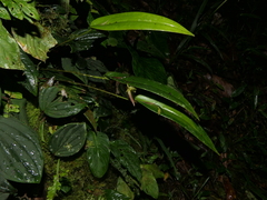 Pleurothallis ruberrima